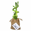 5 Stalk w/ Spiral Lucky Bamboo Bundle in Burlap Bag w/ Custom Plant Tag